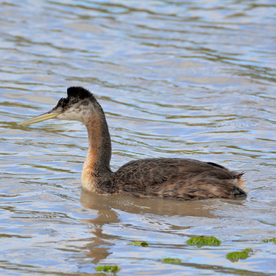 Great Grebe